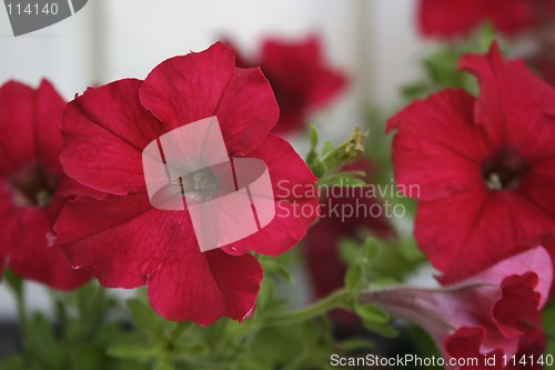 Image of Red Flower