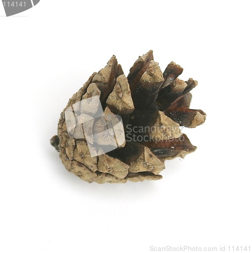 Image of Pine Cone