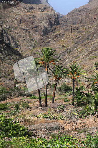 Image of Canary island