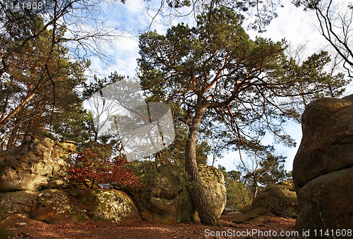 Image of The forest of Fontainebleau