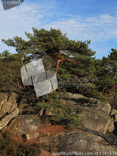 Image of The forest of Fontainebleau