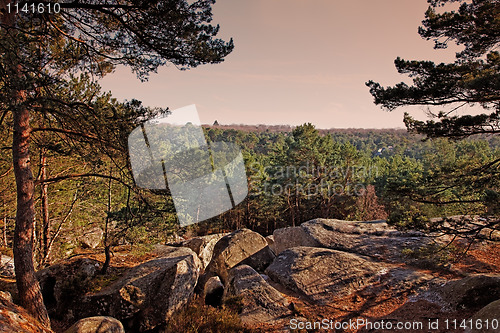 Image of The forest of Fontainebleau