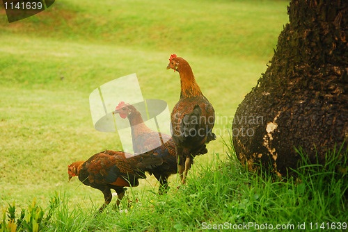 Image of chickens