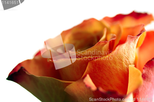 Image of Closeup rose
