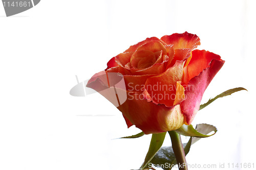 Image of Isolated rose