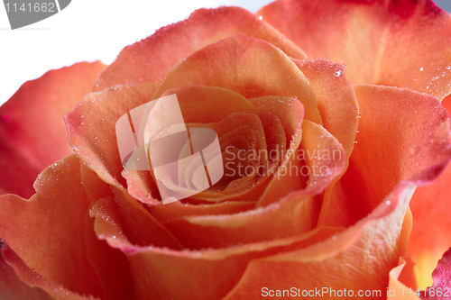 Image of Closeup rose