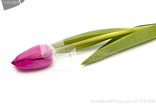 Image of Pink tulip