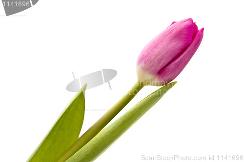 Image of Pink tulip
