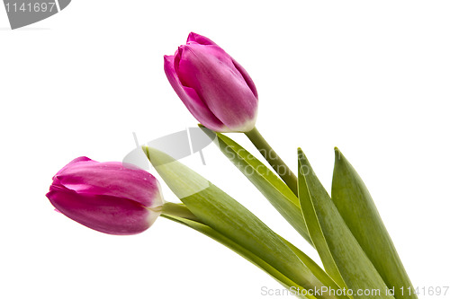 Image of Pink tulips