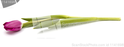 Image of Pink tulip