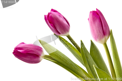 Image of Pink tulips