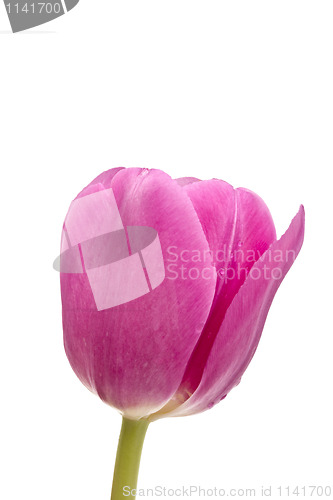 Image of Pink tulip