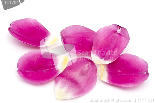 Image of Tulip petals 
