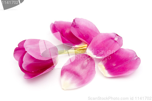 Image of  Pink tulip and petals