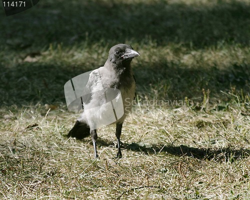 Image of Crow