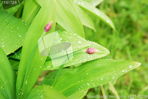 Image of green leaves of wild garlic