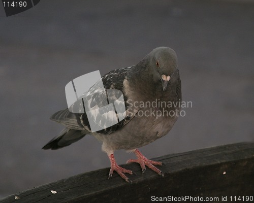 Image of Pigeon on Bench