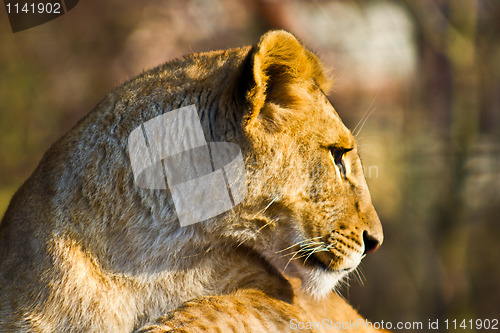 Image of Lioness