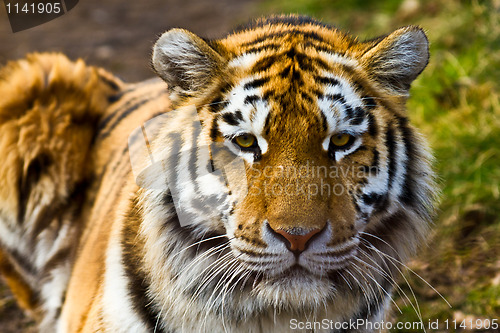 Image of Tiger