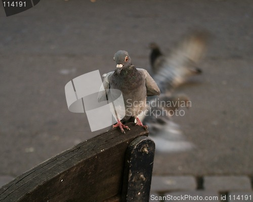 Image of Pigeon