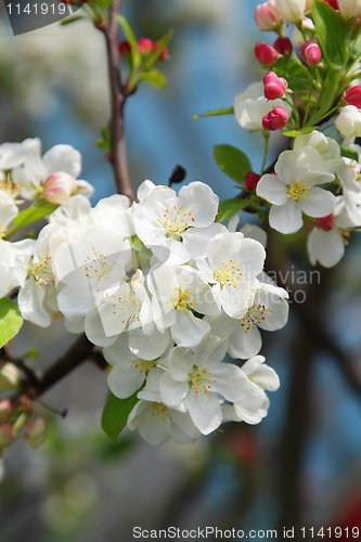 Image of Blooming tree