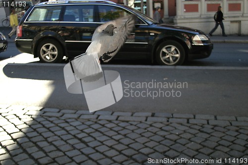 Image of Pigeon Escape