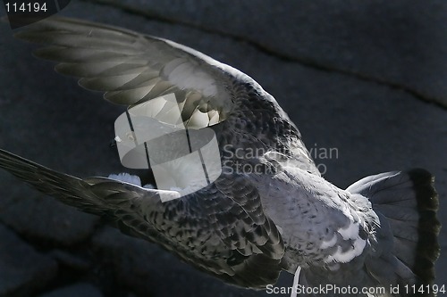 Image of Pigeon Flight