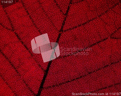 Image of Red Leaf Texture