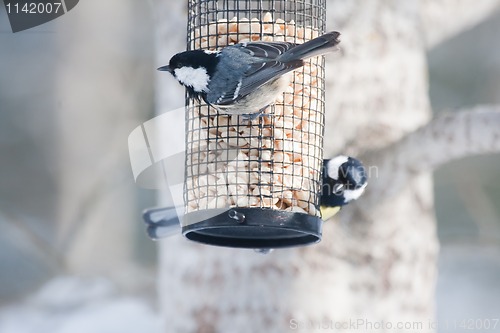 Image of coal tit and great tit