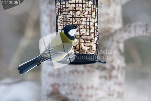 Image of Great tit