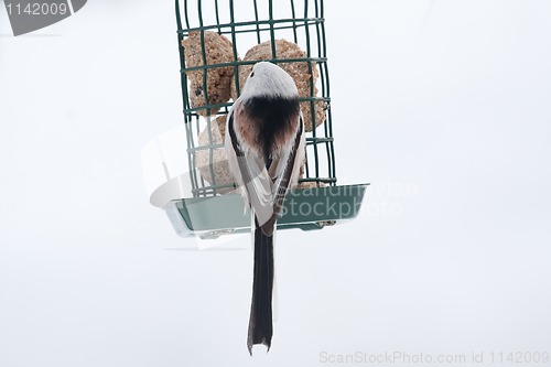 Image of longtailed tit