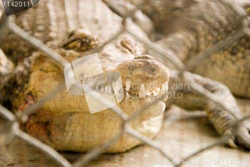 Image of crocodile