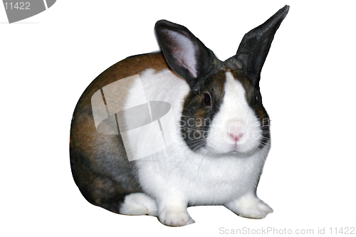 Image of Isolated Rabbit