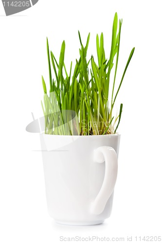 Image of fresh green grass in coffee cup