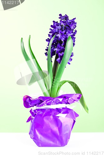 Image of hyacinth blossom