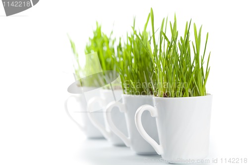 Image of fresh green grass in coffee cups 