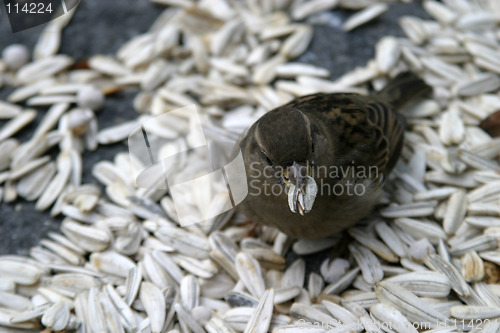 Image of Bird Feeding