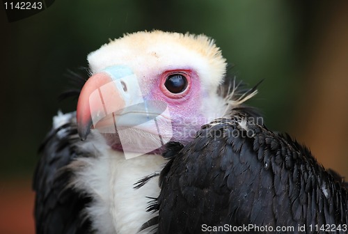 Image of Vulture