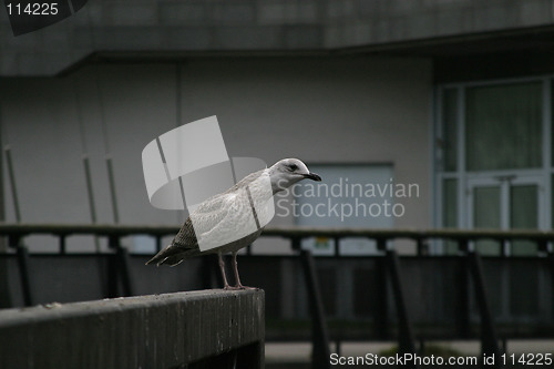 Image of Seagull