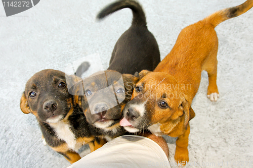 Image of Puppies