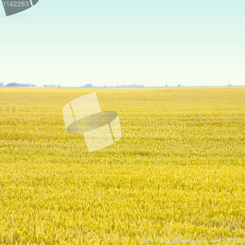 Image of Agriculture field