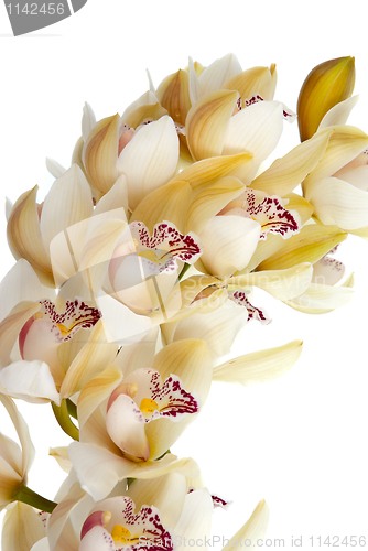 Image of Orchid flower