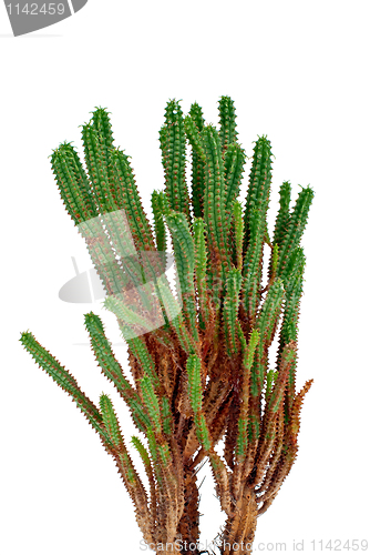 Image of Cactus