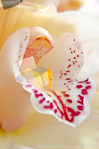 Image of Orchid flower close-up, selective focus 