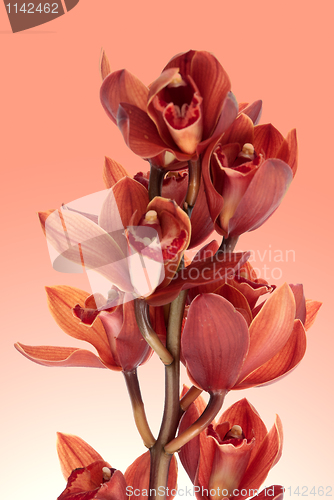 Image of Pink orchid