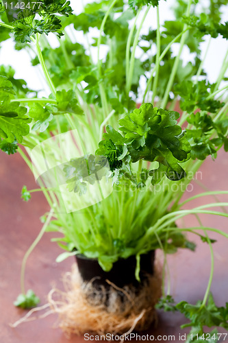 Image of Fresh parsley