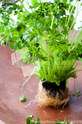 Image of Fresh parsley