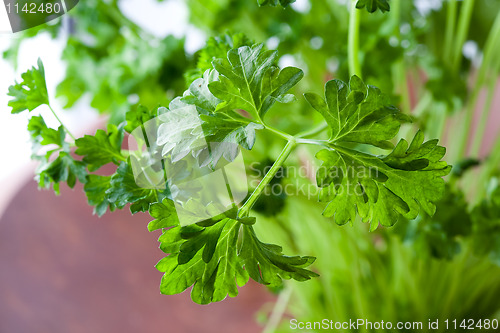 Image of Fresh parsley