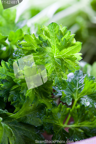Image of Fresh parsley