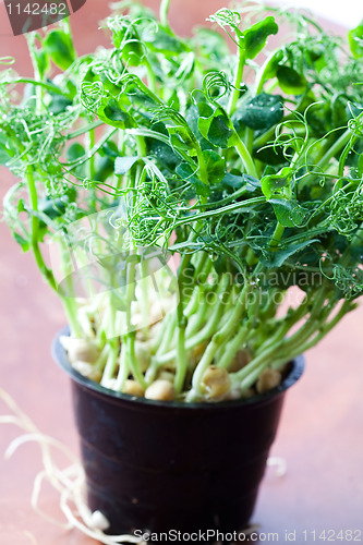 Image of Pea sprouts